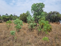 Protea gaguedi