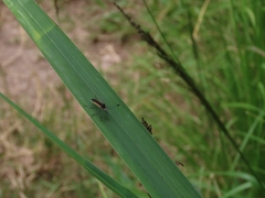 Plapigus circumcinctus