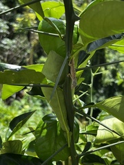 Anolis stratulus