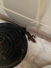 Holcosus leptophrys