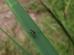 Plapigus circumcinctus