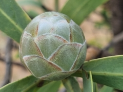 Protea gaguedi