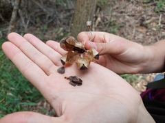 Aristolochia macroura