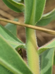 Protea gaguedi