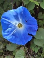 Ipomoea tricolor