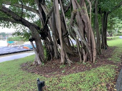Ficus microcarpa microcarpa