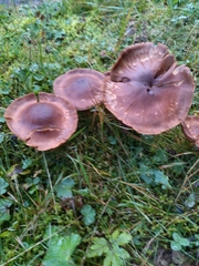 Psathyrella bipellis