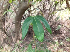 Aristolochia macroura