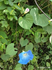 Ipomoea tricolor