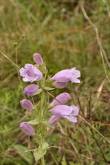 Penstemon cobaea