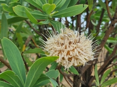Protea gaguedi