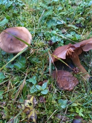 Psathyrella bipellis