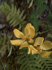 Hypericum richeri burseri