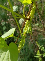 Ipomoea muricata