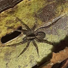 Pardosa amentata