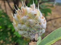 Protea gaguedi