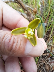 Albuca cooperi