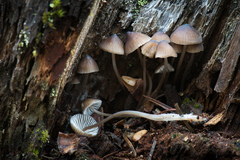 Mycena silvae-nigrae