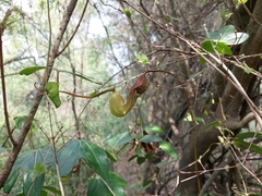 Aristolochia macroura