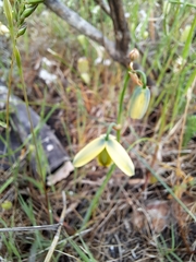 Albuca cooperi