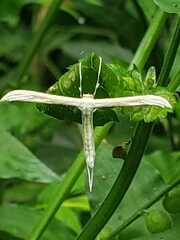 Hellinsia homodactylus