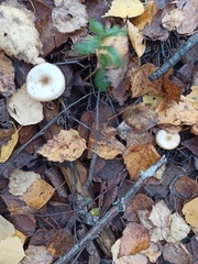 Rhodocollybia asema