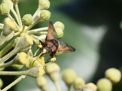 Phasia aurigera
