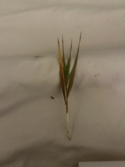 Elymus smithii