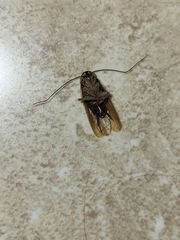 Blattella