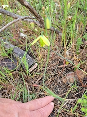 Albuca cooperi