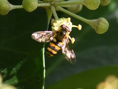 Eupeodes latifasciatus