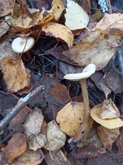 Rhodocollybia asema