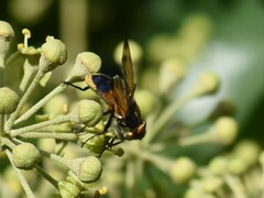 Phasia aurigera