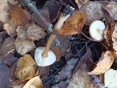 Rhodocollybia asema