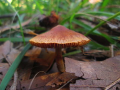 Agaricales