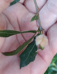 Neuroterus laurifoliae