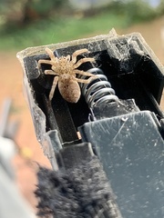 Zoropsis spinimana