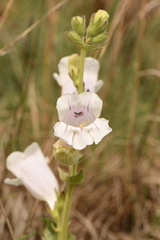 Penstemon cobaea