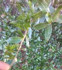 Neuroterus laurifoliae