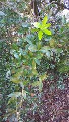 Neuroterus laurifoliae