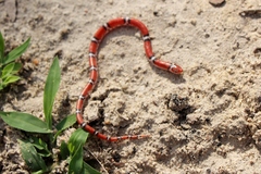 Cemophora coccinea copei