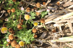 Aphanostephus skirrhobasis