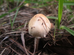 Agaricales