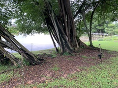 Ficus microcarpa microcarpa