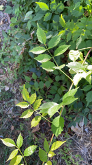 Campsis radicans