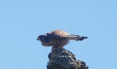 Falco tinnunculus canariensis