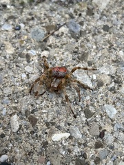 Araneus trifolium