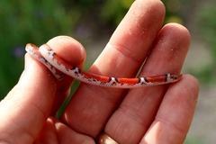 Cemophora coccinea copei