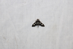 Desmia funeralis