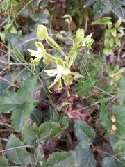 Bonatea speciosa